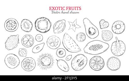 Exotische Früchte und tropische Beeren in monochromen handgezeichneten gesetzt Darstellung isolierter Vektorgrafiken Stock Vektor