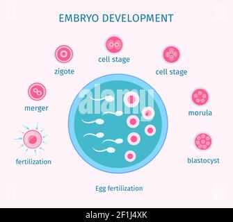 Eizelldüngung Prozess flache Vorlage mit verschiedenen Stadien des Embryos Entwicklung isolierte Vektordarstellung Stock Vektor