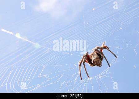 Ein interessanter niedriger Winkel Blick auf eine große braune haarige Spinne in einem weißen sauberen Netz. Isoliert gegen einen hellen, klaren Himmel tagsüber Himmel. Landschaft - hor Stockfoto