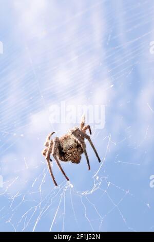 Ein interessanter niedriger Winkel Blick auf eine große braune haarige Spinne in einem weißen sauberen Netz. Isoliert gegen einen hellen, klaren bky-Tageshimmel. Hochformat - vert Stockfoto