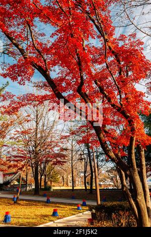 Jukseoru Pavillon Herbst Ahornwald in Samcheok, Korea Stockfoto