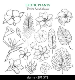 Handgezeichnete exotische Pflanzen mit natürlichen tropischen Blumen und gesetzt Blätter im monochromen Stil isoliert Vektor-Illustration Stock Vektor