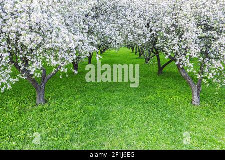 Reihen von schön blühenden weißen Apfelbäumen auf einem grünen Rasen im Frühlingsgarten. Luftbild Stockfoto