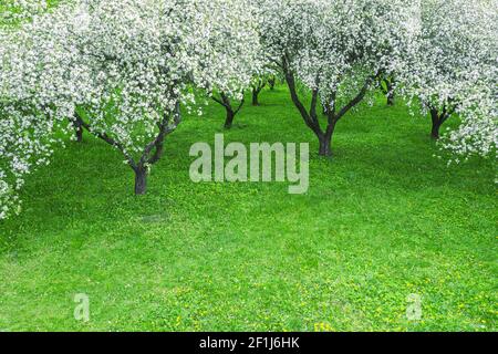 Weiße blühende Apfelbäume im Frühlingsgarten. Luftaufnahme von oben Stockfoto