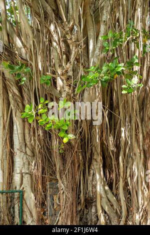 Banyan (Ficus benghalensis), Luftwurzeln, Mauritius, Afrika. Stockfoto