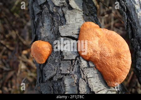 Zwei Cinnabar-Polypore-Bracket-Pilze auf einem Baumstamm in Miami Woods in Morton Grove, Illinois Stockfoto