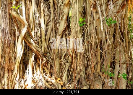 Banyan (Ficus benghalensis), Luftwurzeln, Mauritius, Afrika. Stockfoto