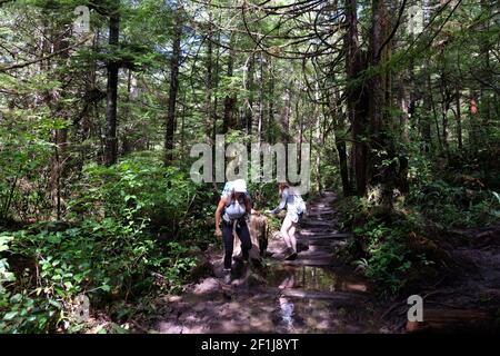 Zwei Frauen wandern im Wald. Stockfoto