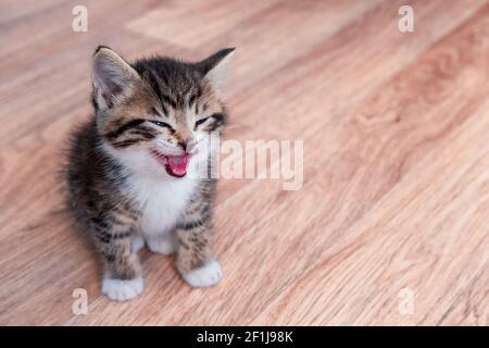 Portrait Katzenmähen auf Holzboden Kätzchen warten auf Nahrung. Kleine gestreifte Katze sitzt auf Holzboden, leckt und schaut auf die Kamera. Copyspace Stockfoto