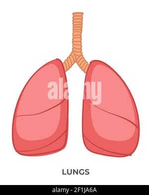 Lunge Organ des menschlichen Körpers, Medizin und Anatomie Stock Vektor