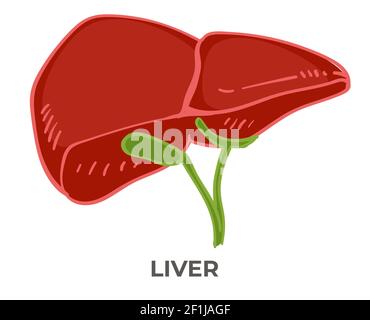 Leber Organ des menschlichen Körpers, Entgiftung Gesundheit Stock Vektor