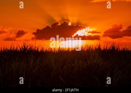 Sonnenuntergang über dem Zuckerrohrfeld. Stockfoto