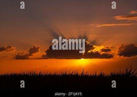 Sonnenuntergang über dem Zuckerrohrfeld. Stockfoto