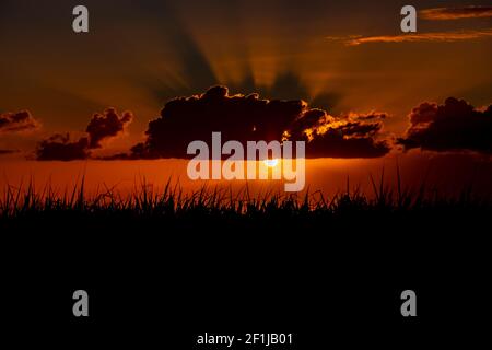 Sonnenuntergang über dem Zuckerrohrfeld. Stockfoto