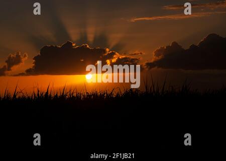 Sonnenuntergang über dem Zuckerrohrfeld. Stockfoto