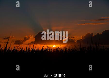 Sonnenuntergang über dem Zuckerrohrfeld. Stockfoto