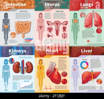 Cartoon menschliche innere Organe Infografik Vorlage mit Darm weibliche Fortpflanzung System Lungen Nieren Herz und Leber Vektor Illustration Stock Vektor