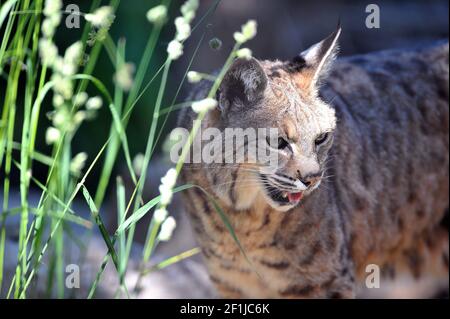 Etwa doppelt so groß wie Hauskatzen, entsteht aus einem Pinsel ein Luchs rufus. Stockfoto