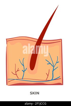 Hautorgan des menschlichen Körpers, Anatomie und Biologie Stock Vektor