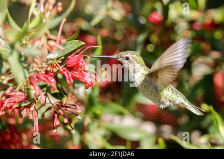 Annas Kolibri erwachsenes Weibchen schwebt und nippt Nektar Stockfoto