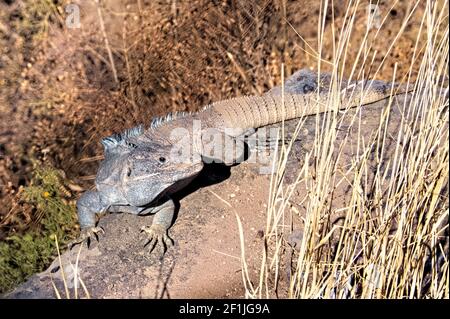 Iguana in der Barranca de Oblatos (Obatos Canyon), Guadalajara, Jalisco, Mexiko Stockfoto