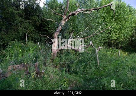 Alter toter Baum, umgeben von wilden Blumen und Stacheldraht Zaun im Abendlicht Stockfoto