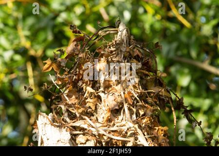 Alter Stumpf mit abgestorbenen Efeu-Blättern mit Hintergrund bedeckt Von grünen Brambles Stockfoto