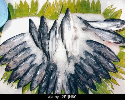 Roher, frischer Thunfisch auf zerkleinertem Eis Markt Stockfoto