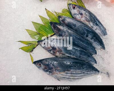 Roher, frischer Thunfisch auf zerkleinertem Eis Markt Stockfoto