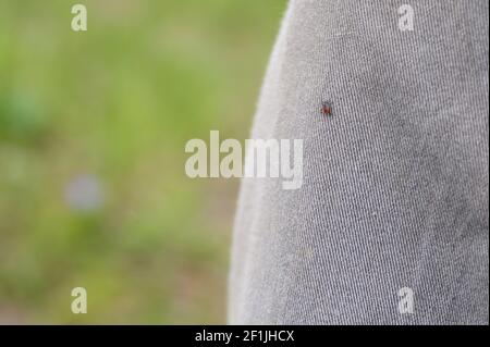 Die Taiga tick (lateinisch: ixodes persulcatus) ist ein blutsaugender Parasit der ixodes Familie, ein Vektor der lyme-Borreliose und Zecken-Borne Enzephalitis. t Stockfoto