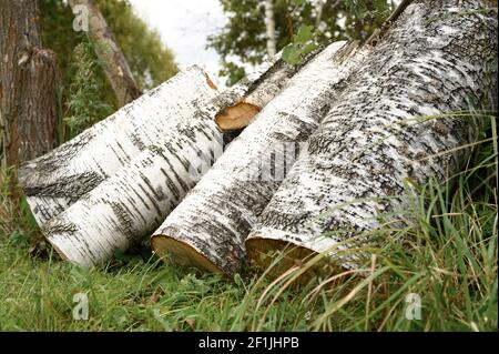 Ein paar Birken gesägten Baumstämme auf dem Gras. Sommer Ernte von Biokraftstoffen für die Winterheizung des Hauses Stockfoto