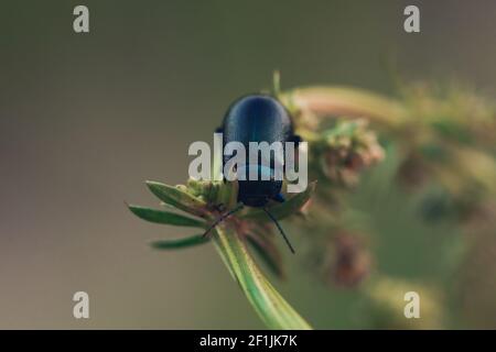 Schwarzer Dor-Käfer, Anoplotrupes stercorosus, auf grünem Stiel im Sommer Stockfoto