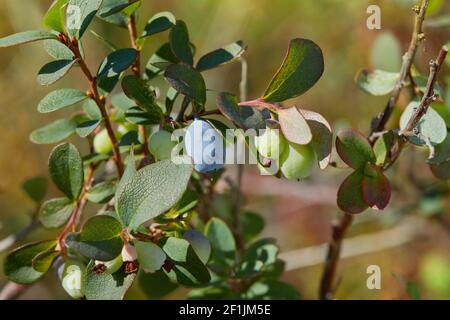 Reifende blaue Moorbeere, Vaccinium uliginosum im Moorwald Stockfoto