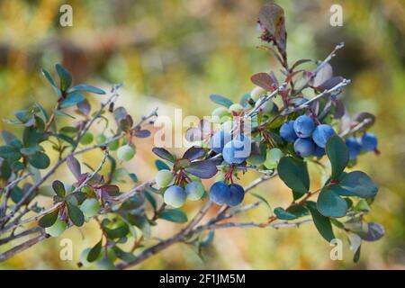 Reifende blaue Moorbeere, Vaccinium uliginosum im Moorwald Stockfoto