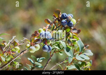 Reifende blaue Moorbeere, Vaccinium uliginosum im Moorwald Stockfoto