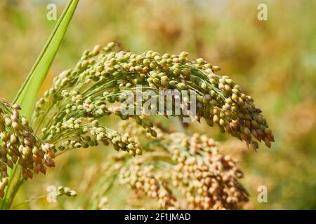 Pflanze von Panicum Miliaceum, allgemein bekannt als Proso Millet oder Gemeine Hirse, auf einem verschwommenen gelb-grünen Hintergrund, aus der Nähe Stockfoto