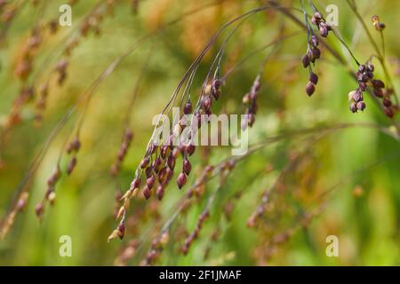Pflanze von Panicum Miliaceum, allgemein bekannt als Proso Millet oder Gemeine Hirse, auf einem verschwommenen gelb-grünen Hintergrund, aus der Nähe Stockfoto
