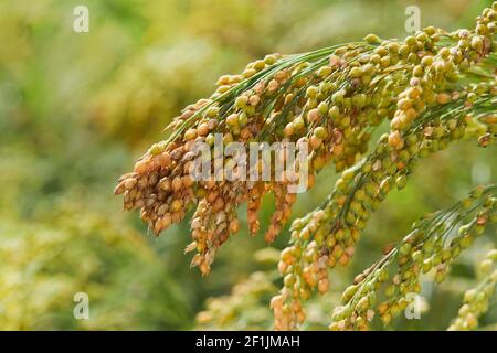 Pflanze von Panicum Miliaceum, allgemein bekannt als Proso Millet oder Gemeine Hirse, auf einem verschwommenen gelb-grünen Hintergrund, aus der Nähe Stockfoto