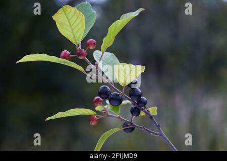 Beeren von Erle-Sanddorn (Frangula alnus). Zweige von Frangula alnus mit schwarzen und roten Beeren. Früchte von Frangula alnus Stockfoto