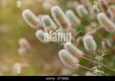 Trifolium arvense flauschige rosa Blüten. Schöne wilde rosa Blumen aus der Nähe. Hase-Fuß-Kleeblatt, Kaninchen-Fuß-Kleeblatt, Haresfuß-Trefoil Stockfoto