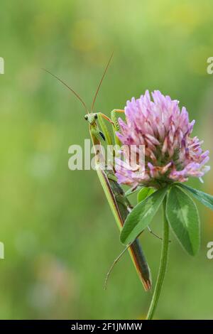 Makro der weiblichen europäischen Gottesanbeterin oder Gottesanbeterin, Gottesanbeterin Religiosa. Grüne Gottesanbeterin. Es sitzt auf einer rosa Kleeblatt Blume Stockfoto