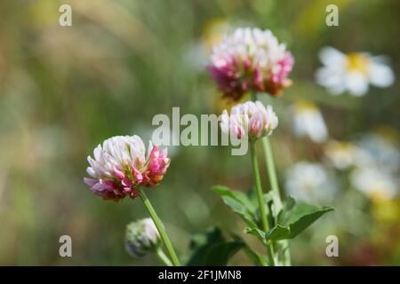 Nahaufnahme eines blassrosa Blütenkopfes mit blütendem Alsikenklee. Trifolium-Hybridum. Details des gestielten, blassrosa oder weißlichen Blütenkopfes. Selektiv Stockfoto