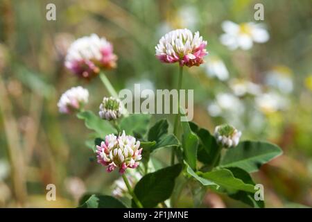 Nahaufnahme eines blassrosa Blütenkopfes mit blütendem Alsikenklee. Trifolium-Hybridum. Details des gestielten, blassrosa oder weißlichen Blütenkopfes. Selektiv Stockfoto