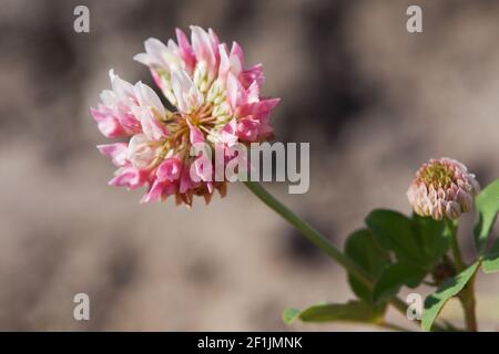 Nahaufnahme eines blassrosa Blütenkopfes mit blütendem Alsikenklee. Trifolium-Hybridum. Details des gestielten, blassrosa oder weißlichen Blütenkopfes. Selektiv Stockfoto