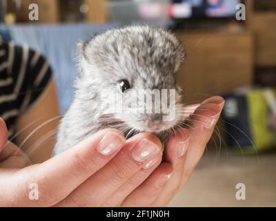 Teenager-Mädchen hält einen Chinchilla Welpen in der Hand Stockfoto