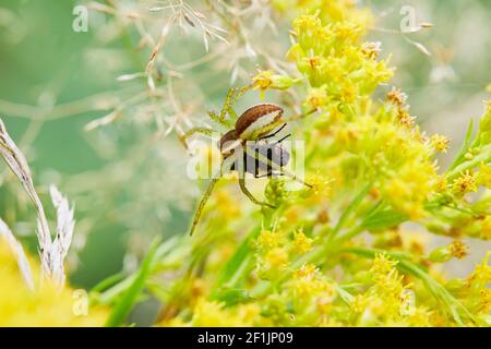 Die Floßspinne, wissenschaftlicher Name Dolomedes fimbriatus. Eine Spinne hat eine Fliege gefangen Stockfoto