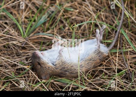 Bankvole (Myodes glareolus; früher Clethrionomys glareolus). Kleine tote Wühlmaus mit rot-braunem Fell auf dem Gras in natürlicher Umgebung. Ökologische Pro Stockfoto