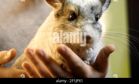 Nahaufnahme einer Chinchilla, die in einem Käfig steht Stockfoto