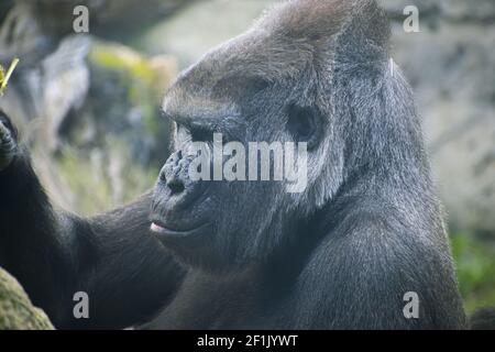 Mutter, riesiger und kraftvoller Gorilla, natürliche Umgebung, riesiger Gorilla, der leise Pflanzen frisst Stockfoto