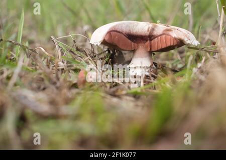 Zerbrochene Pilze im Gras an einem Frühlingstag bei Potzbach, Deutschland. Stockfoto